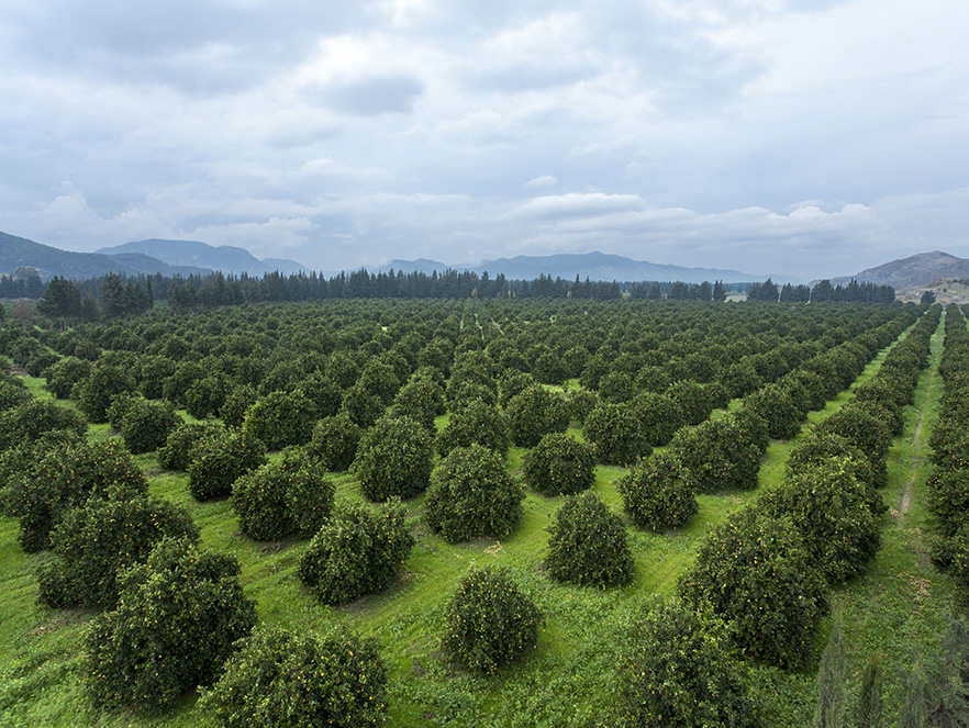 Production des fruits et légumes frais zalar agri