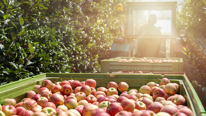 Production des fruits et légumes frais zalar agri