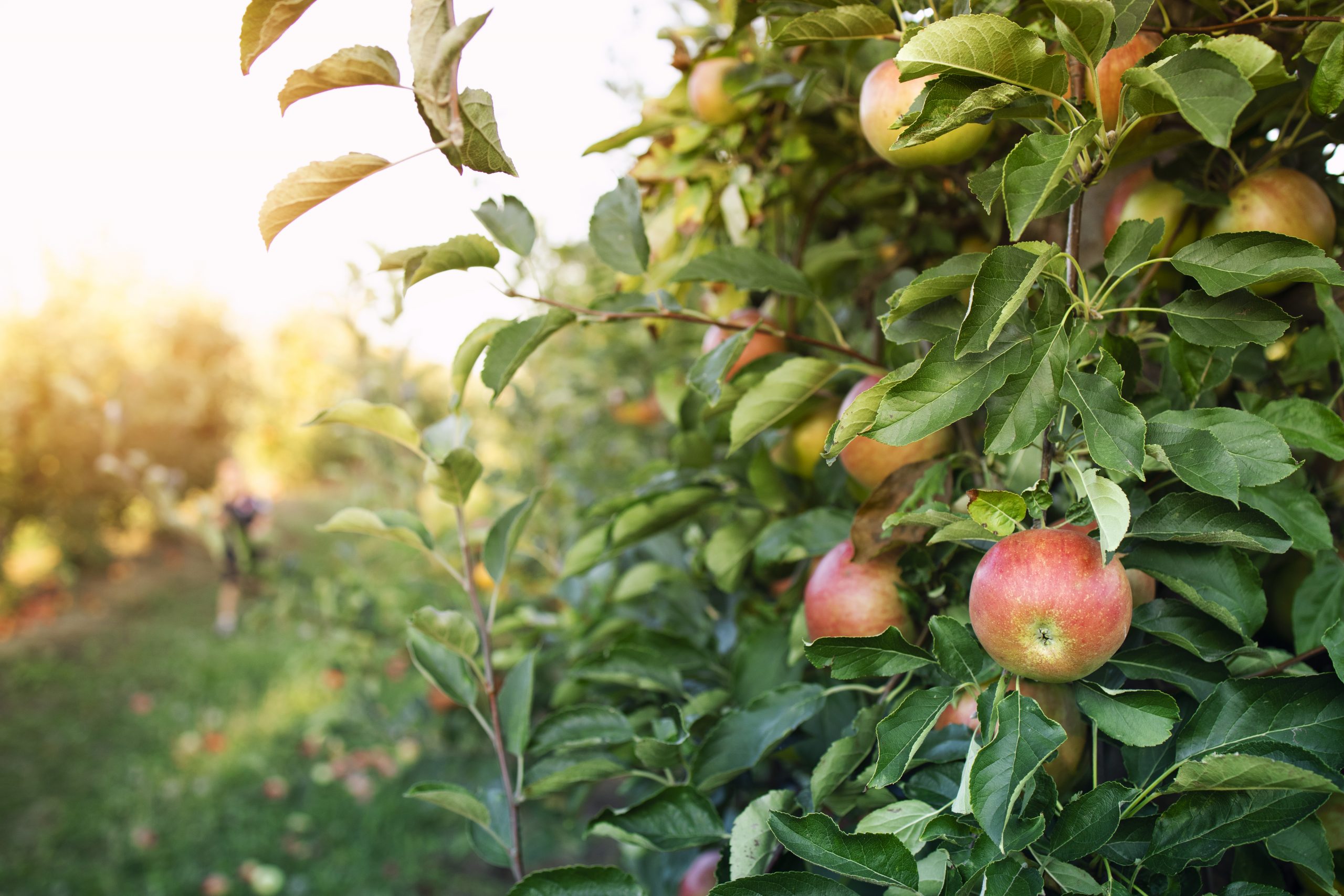 Pomme maroc apple morocco