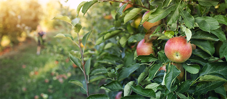 Myrtille Maroc - Zalar Agri