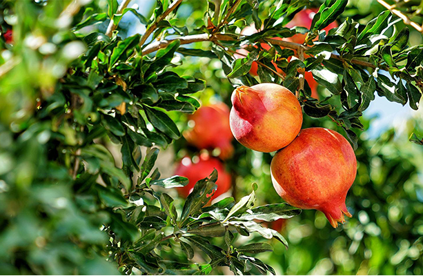 pomegranate grenade fruit
